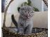PoulaTo: Το εντυπωσιακό Scottish Fold Tica Kitten Ready
